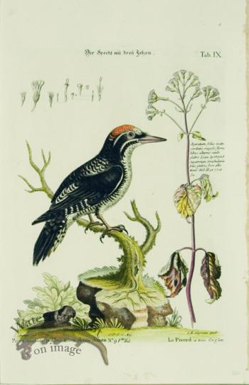 SB 05 Picus, Le Piverd a trois Onglets